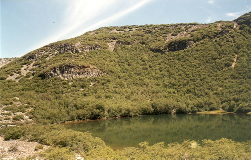 Agrícola Forestal - Inmobiliario En Venta En Tucapel