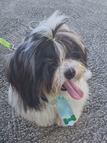 Cachorro Shih Tzu + Lhasa Apso. Macho