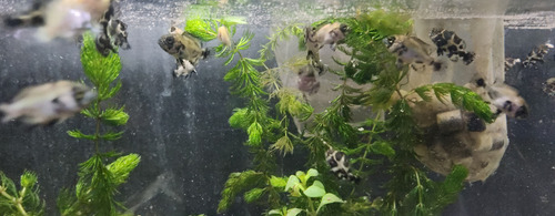 Pez Oscar Astronotus Cobre Chico Rojo
