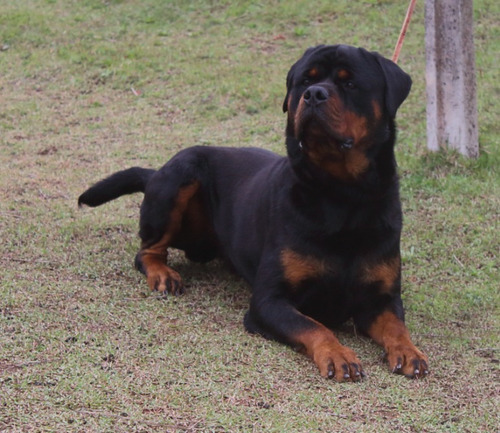 Canil Top Filhos Alemão Importado Adk Rottweiler.