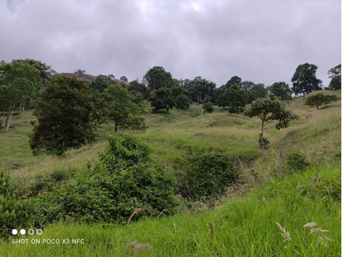 Se Vende Finca Génova Quindío Vereda San Juan Alto