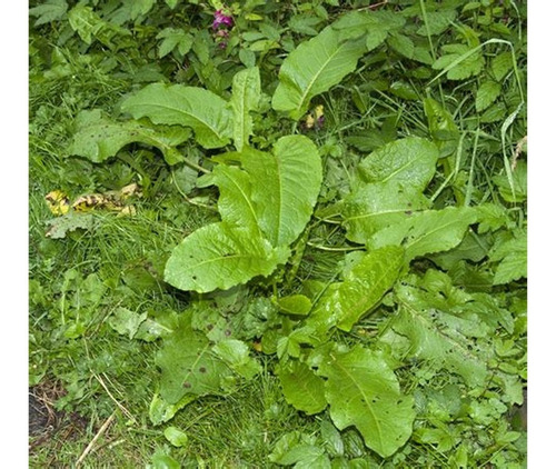 Língua De Vaca 100 Gr Ervas Secas Para Chá
