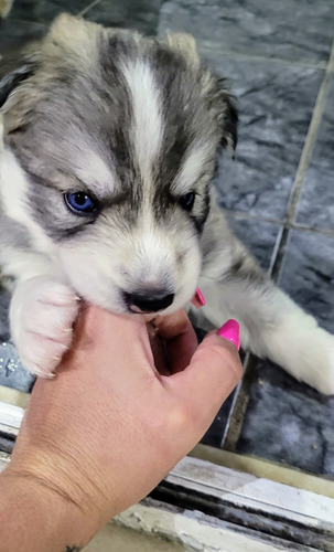 Filhotes De Husky Siberiano