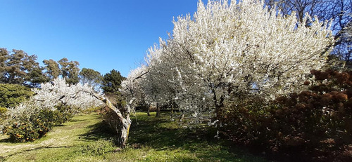 Fraccion De 8.1000 M² Parquizada Y Forestada
