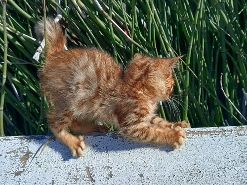 Gatita Hembra Bengal Con Pedigree Entr. Inmediata Brown