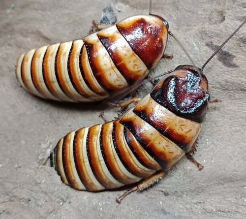2 Cucaracha  Halloween  G. Javanica Exóticas Mascotas Raras