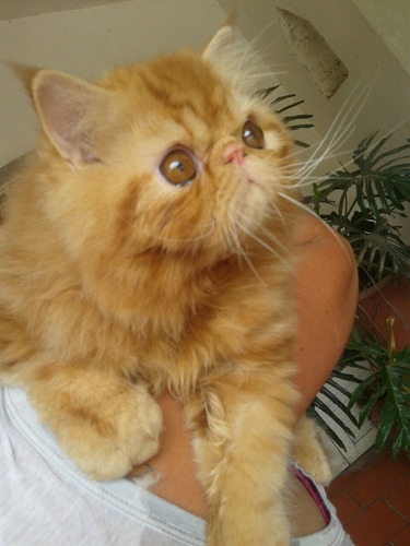 Gato Persa Red Tabby