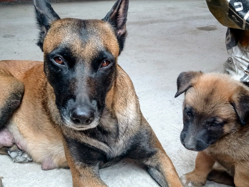 Cachorros Belga