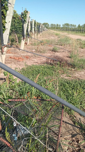 Exclusivo Viñedo De 20 Ha. En Cuadro Benegas