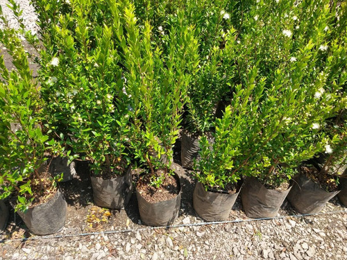 Imagen 4 de 6 de Planta De Mirto Myrtus Communis