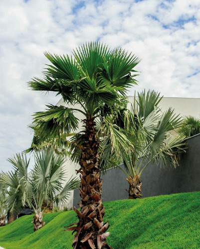 Palmeira De Saia Washingtonia 2 Metros Em Alphaville Jardim