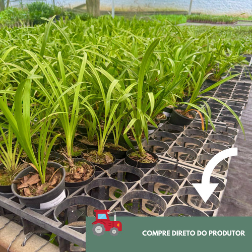 Mudas De Orquidea Cymbidium Kit C/6 Com Vaso