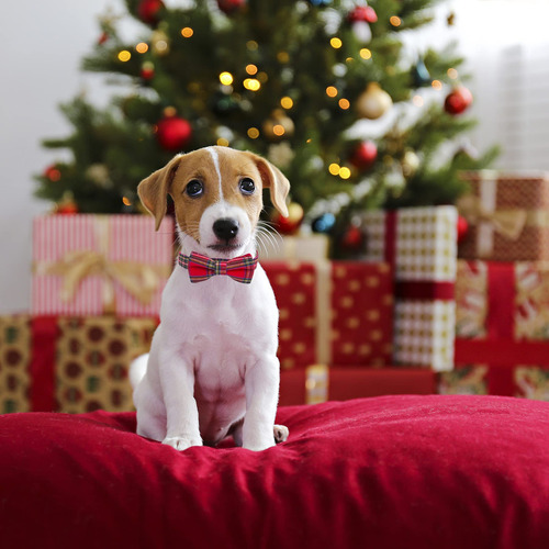 Collar Navideño Para Perros Ptdecor Con Lazo Para Amigos Pel