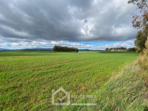 Campo 964 Ha. Con Uva, Forestal Y Forraje