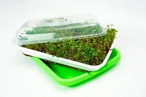 Comprar Bandeja De Microgreens O Microcultivos Tohu Green´s
