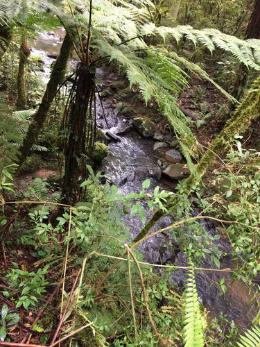 Terreno De Mata Nativa Com 44.100 M2 Verdadeiro Paraíso Para Os Amantes Da Natureza