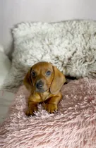 Comprar Hermosos Cachorros Dachshund (salchicha)