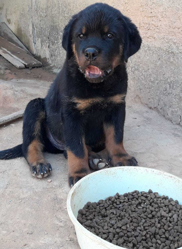 Filhotes De Rottweiler (pedigree)