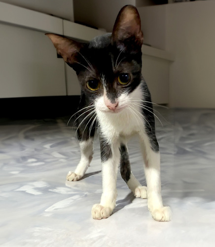 Gato Blanco Y Negro De 5 Meses En Adopcion Responsable