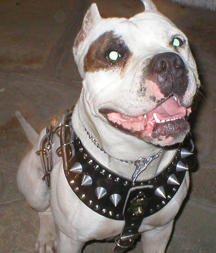 Pechera Piel Con Picos Pitbull Negra Extra Grande Silverado