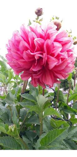 2 De Bulbo Dahlia De Flores Pompón O Jumbo Color Rosa Coral 