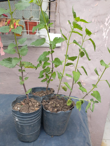 Plantín Parietaria Officinalis (buscapina)