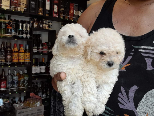 Bellos Poodle Toy Hermosos 