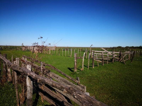 Imagen 26 de 29 de Campo De Isla Ganadero, 2.000 Has Sobre El Paranacito