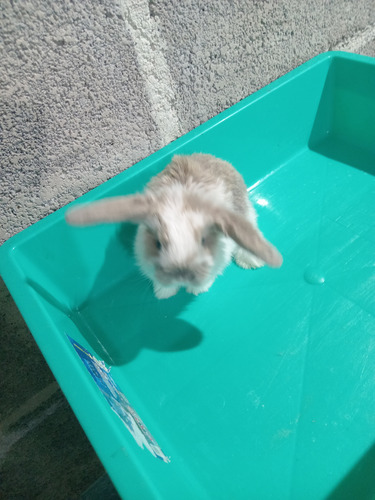 Animales De Compañia