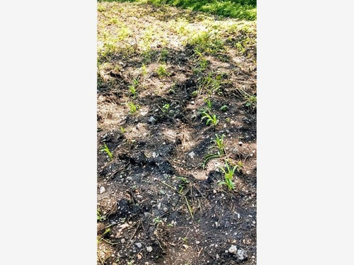 Imagen 3 de 7 de Terreno En Venta Alpuyeca , Morelos