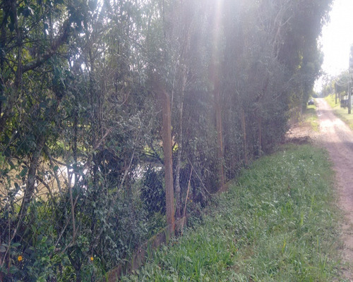 Chácara 2.500 M² - Morungava - Gravataí - Rs - 1487 - 32420008