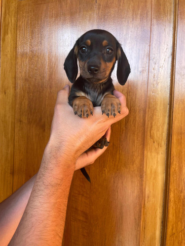 Tiernos Cachorros Dachshunds Salchicha Miniatura