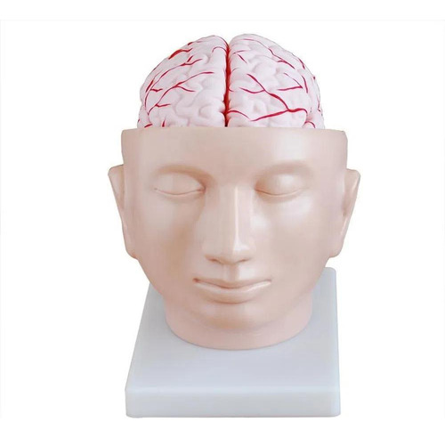 Cérebro Com Artérias Na Cabeça 8 Partes 4D-Anatomy