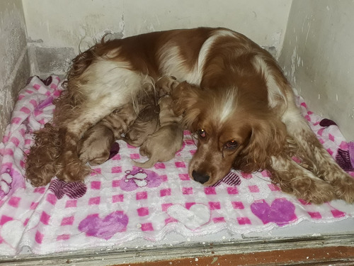 Cachorros Cocker Spaniel