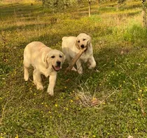 Comprar Labrador Preciosos Criadero Golden Retriever Argentina =