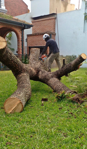 Imagen 6 de 12 de Poda De Arboles Tala Extracciones Palmera Whatsap 1528694955