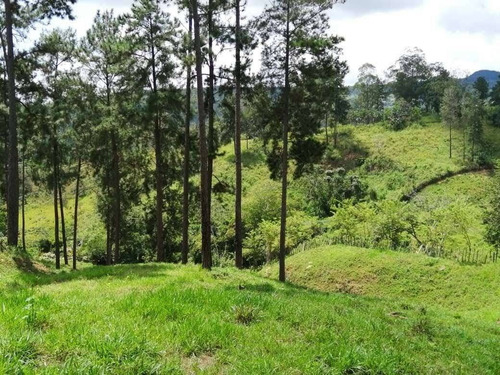 Imagen 12 de 14 de Finca En Venta En Bejuma