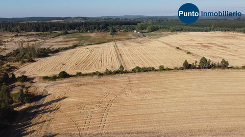 Imagen 6 de 13 de Rodeado De Lagunas. Apto Frutales.