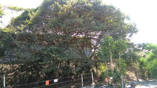 Imagen 30 de 30 de Su Casa Alajuela Centro Condominio Botanica Precio De Subasta