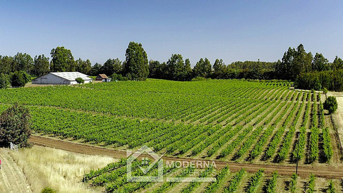 Campo 964 Ha. Con Uva, Forestal Y Forraje