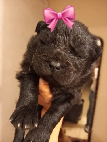 Imagen 4 de 5 de Cachorros Chow Chow
