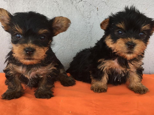 Yorkie Terrier Cachorros