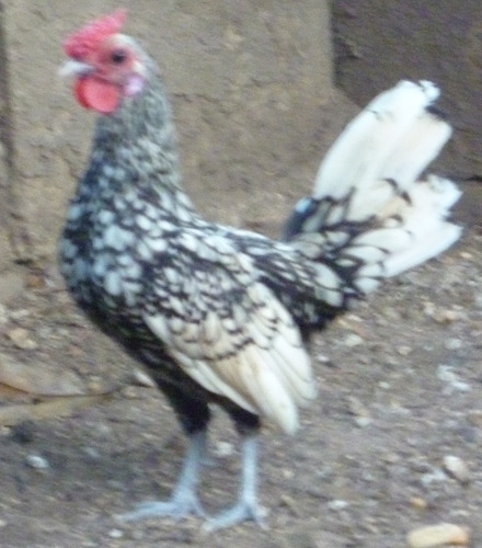 Gallo Pollo Sebright Plateado