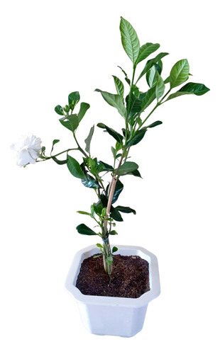 Arbusto De Gardenia Planta