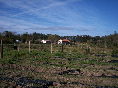 Imagem 22 de 30 de Sítio Rural À Venda, Lami, Porto Alegre. - Si0006