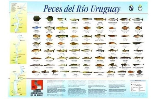 Peces Del Río Uruguay - Peces Agua Dulce - Lámina 45x30 Cm.