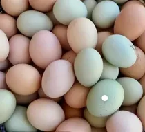 Comprar 26 Ovos Galados Glc Bahia As Poedeiras De Ovos Coloridos