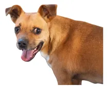 Comprar Pedro, Macho, 13kg, En Adopcion, Un Dulce!, Leer Todo