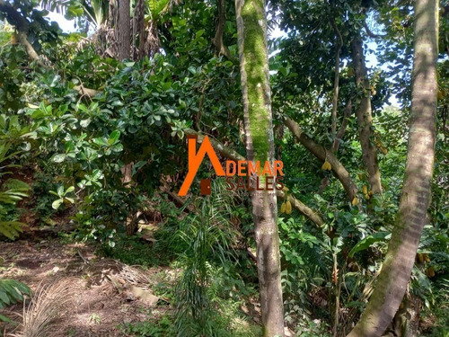 Imagem 28 de 30 de Chacara - Ch00115 - 70638426