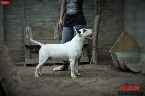 Cachorros Bull Terrier